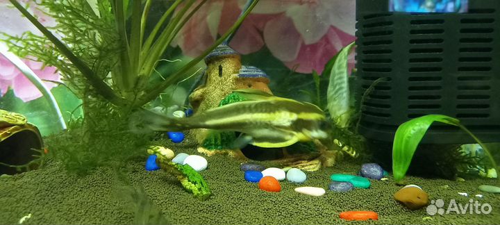 Сом платидорас