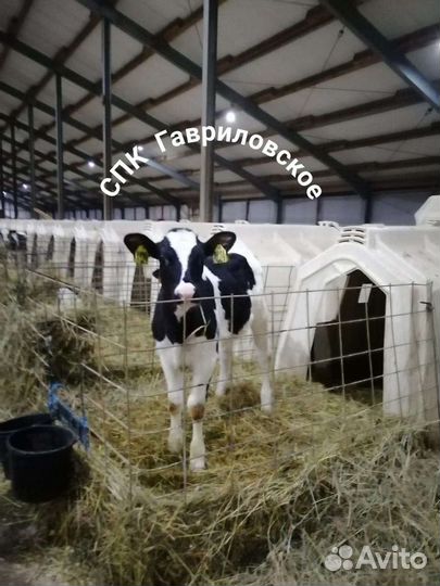 Телята бычки с доставкой