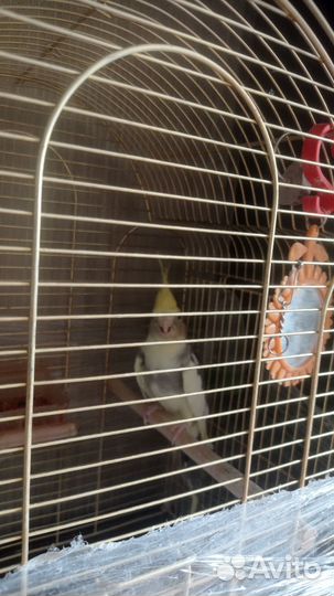 Продается попугай корелла, 2.5 года