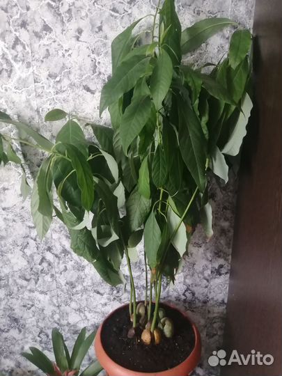 Авокадо растение