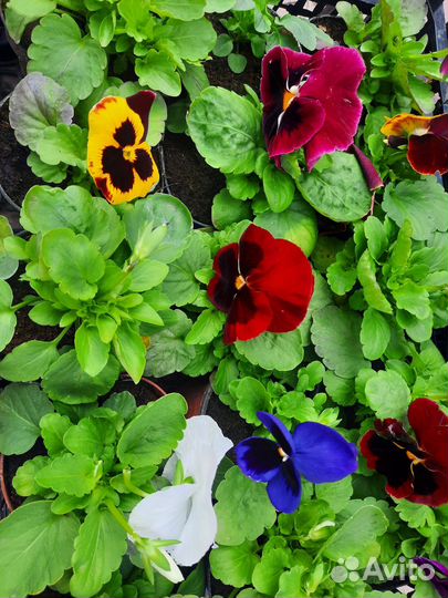 Рассада виолы