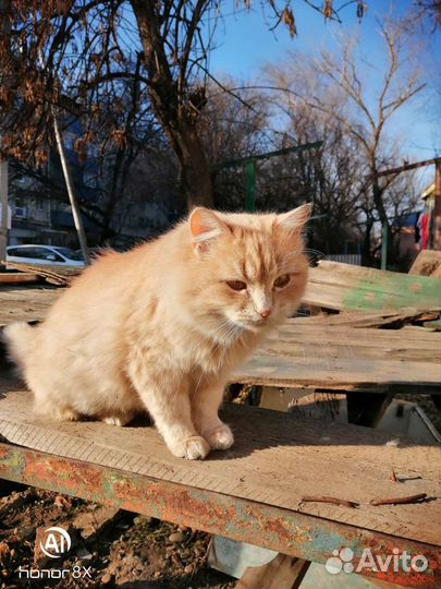 Кошечка ищет дом