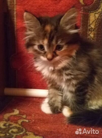 Маленькие пушистые котята 2 мес.в дар