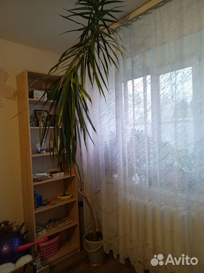 Пальма драцена