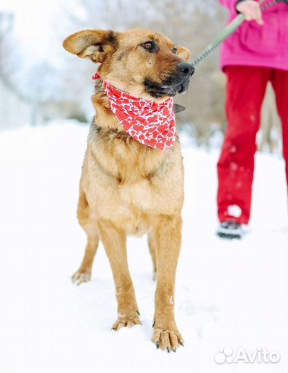 Забава ищет семью