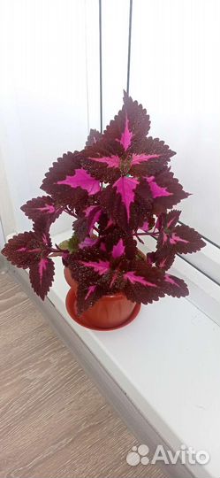 Колеус Блюме 40 см