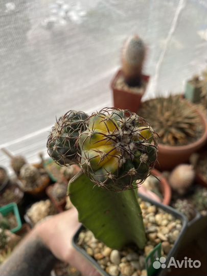 Кактус Discocactus variegata