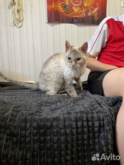 Кошки в добрые руки бесплатно