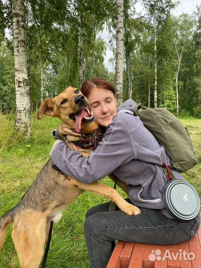 Кинолог. Дрессировка и выгул собак Спб