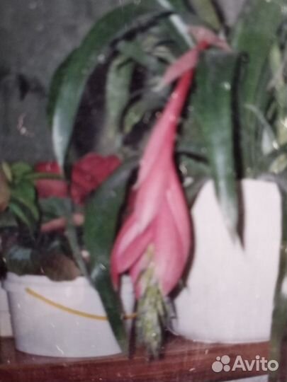 Бразильская экзотика- бильбергия