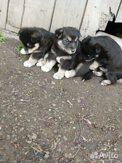 Щенки бесплатно