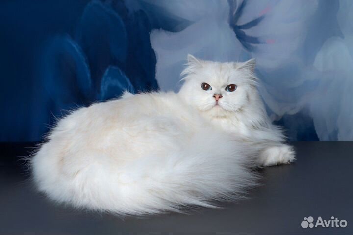 Британская серебристая длинношерстная шиншилла