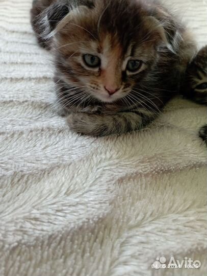 Кошка в дар