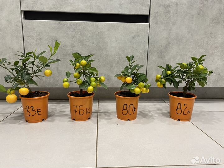 Мандариновое дерево Цитрусовые саженцы с плодами