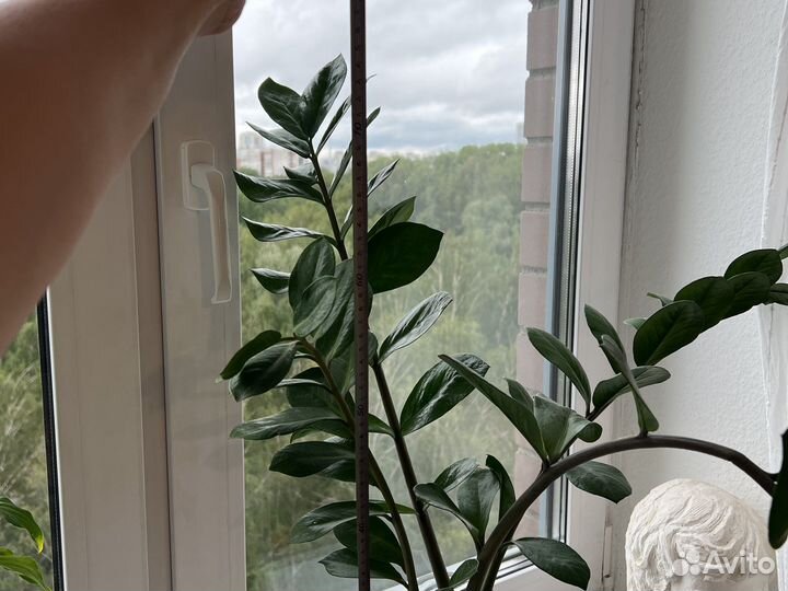 Замиокулькас