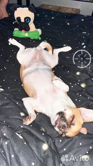 Чихуахуа девочка