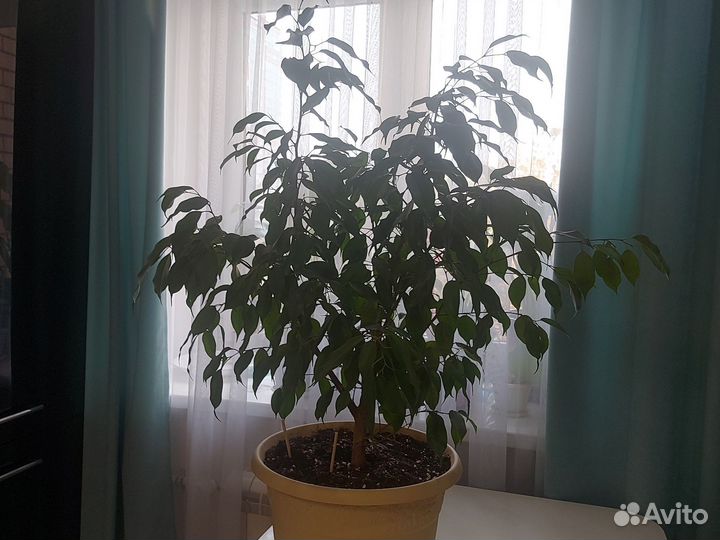 Фикус бенджамина