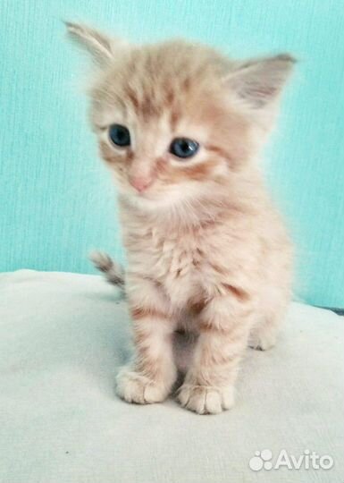 Мини тигр Морковкин поинесет счастье в дом 1 месяц