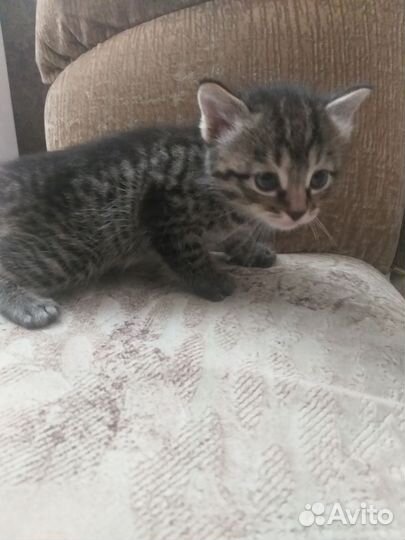 Котята 1,5 месяца