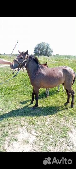 Кобыла и апалуза