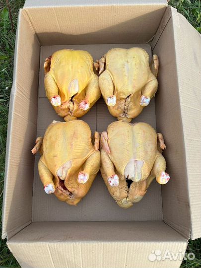 Домашний бройлер