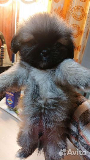 Щенки пекинеса