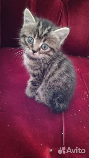 Котята отдам бесплатно