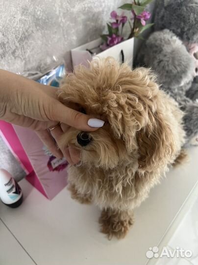 Мальтипу ф1 замечательный мальчик Корея Baby Face