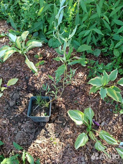 Многолетние садовые растения