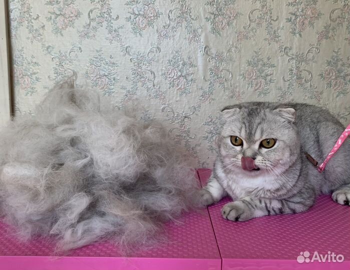 Стрижка собак и кошек.Грумер