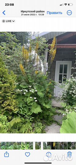 Бузульники тенелюбивые 4 вида