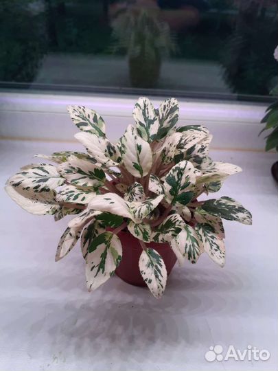 Фиалки Трейлеры, взрослые