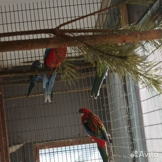 Попугай розелла