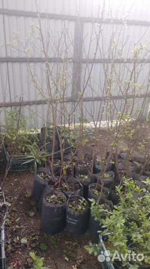 Абрикос Мелитопольский зкс 2 года