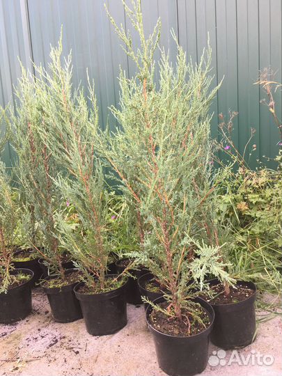 Можжевельник скальный Блю Эрроу