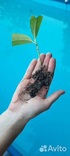 Лавровишня, черенки с корнями