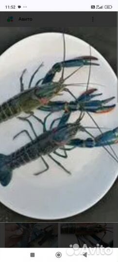 Австралийский рак