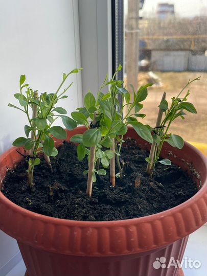 Комнатные растения, многолетники