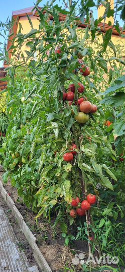 Помидорки домашние