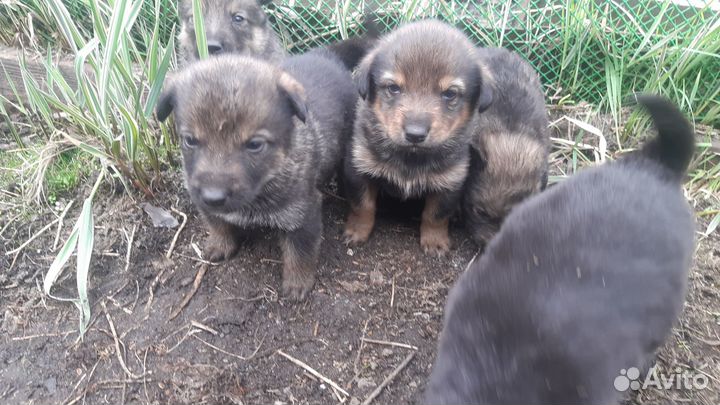 Отдам бесплатно животные