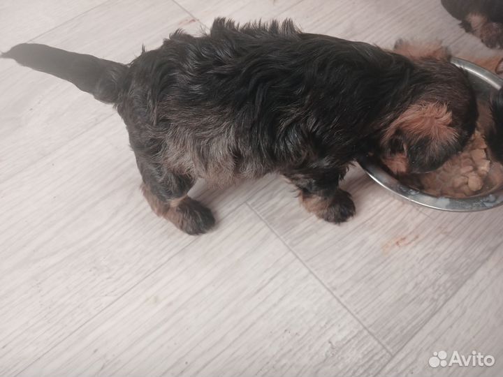 Продам щенка