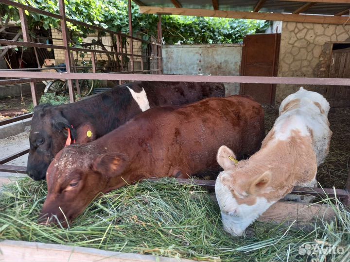 Телята (бычки)