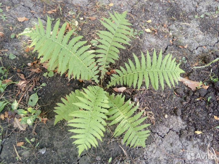 Папоротник садовый