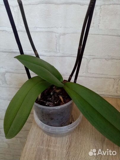 Орхидея фаленопсис