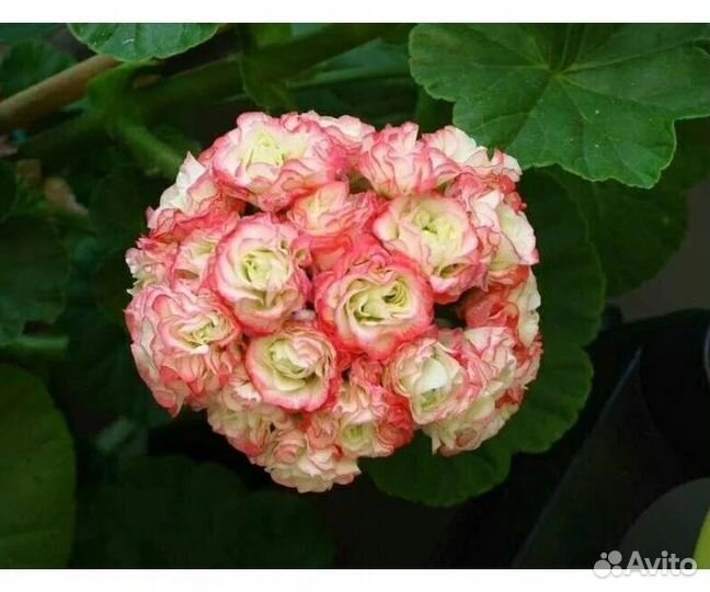 Герань пеларгония