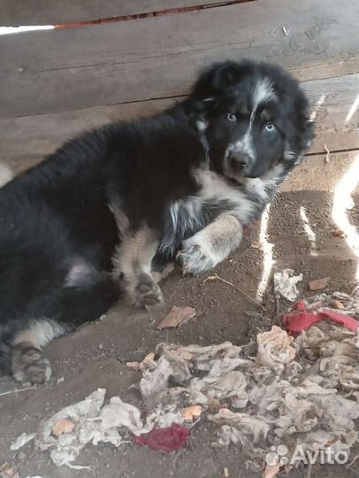 Щенки ищут дом