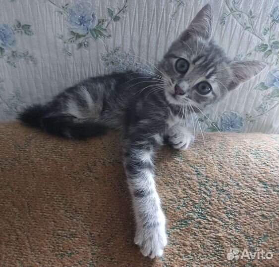 Маленький серый котик, в заботливую семью