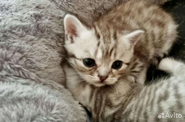 Шотландский прямоухий кот