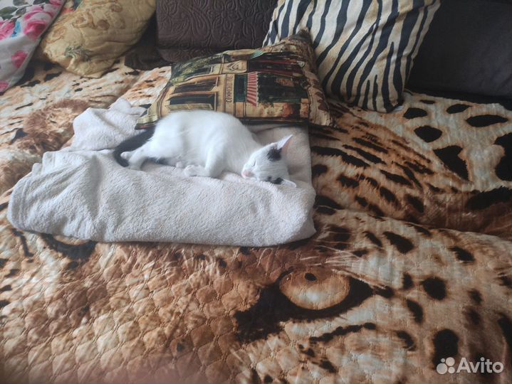 Котёнок