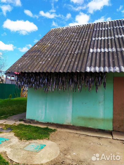 Рыба вяленая плотва